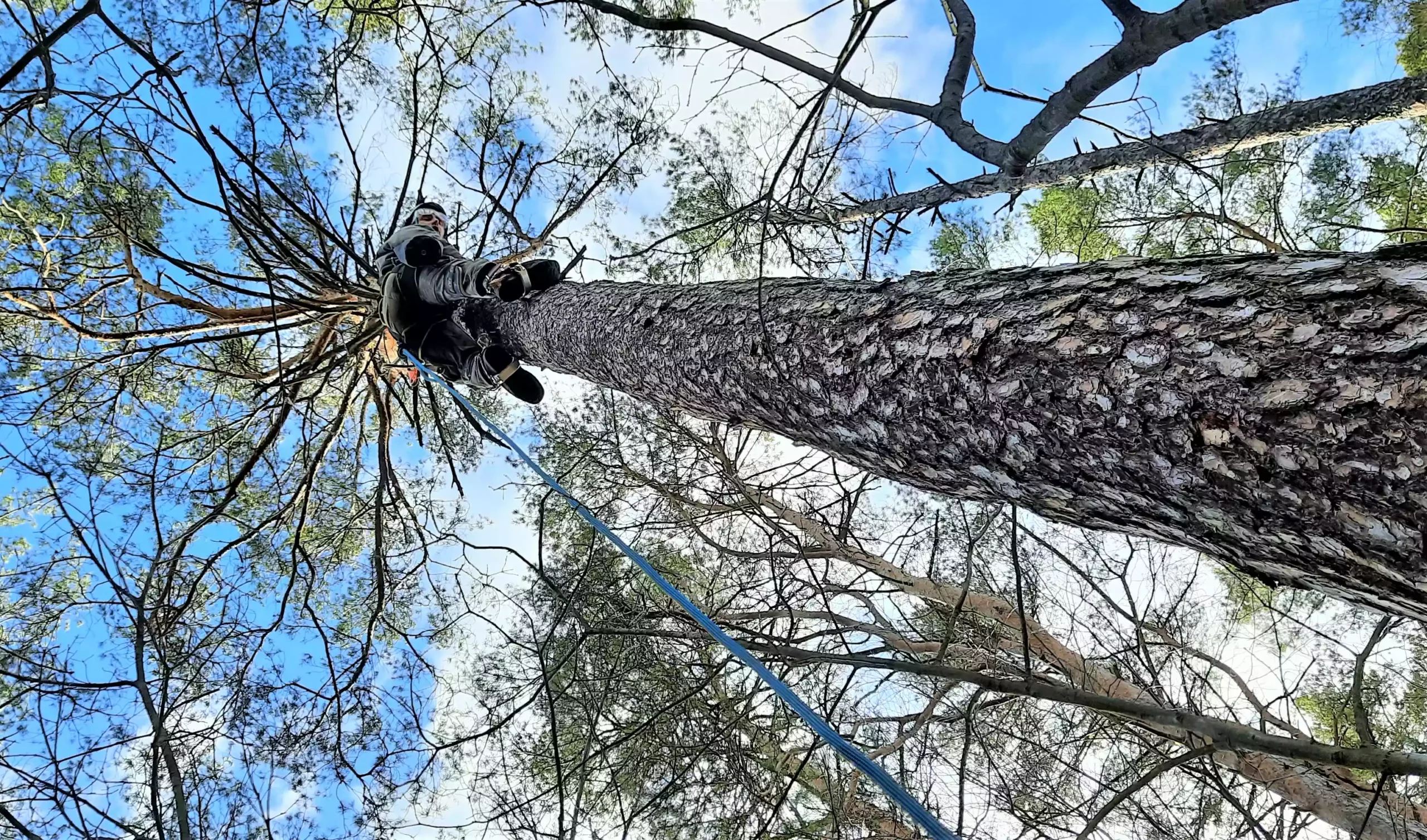 Arborystyka i pielęgnacja drzew