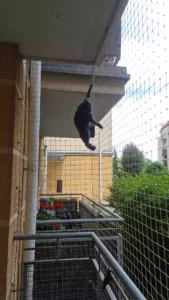 Siatka zabezpieczająca balkon dla kota